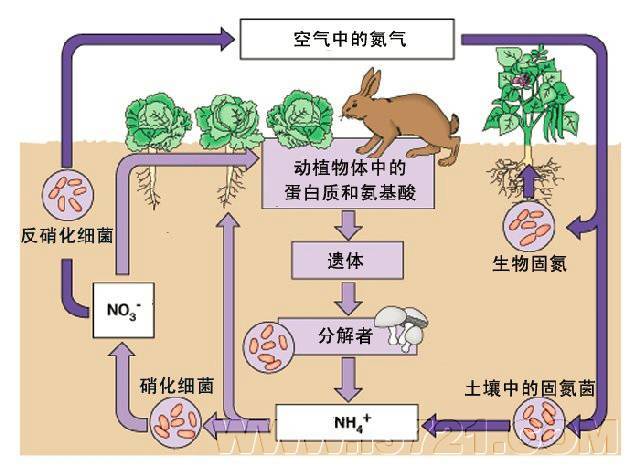 工程师可以通过更好的施肥技术以及妥善的保存和回收废物来重建氮循环