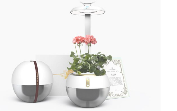 后花园 智能情侣盆栽