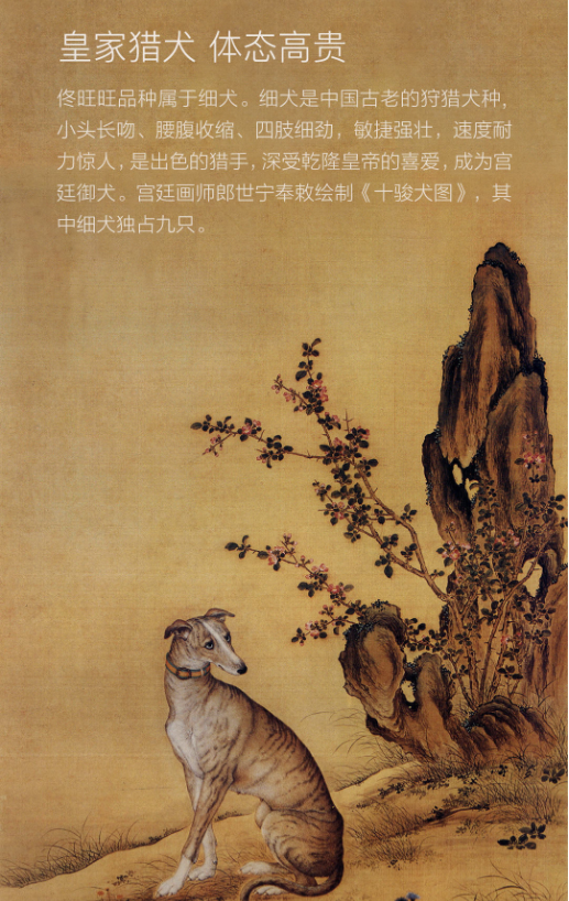 单身狗“佟旺旺”